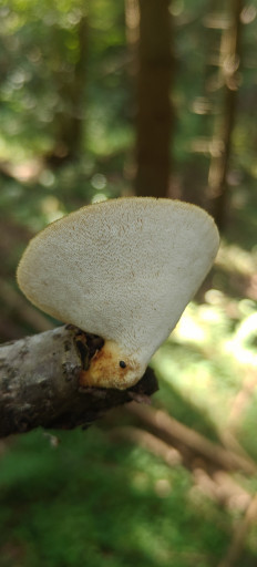 Трутовик ячеистый