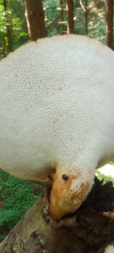 Трутовик ячеистый