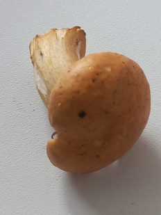 Гриб из Пермь