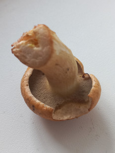 Гриб из Пермь