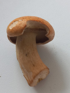 Гриб из Пермь