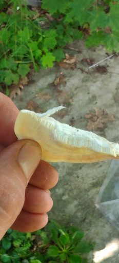 Гриб из Москва