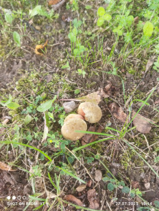 Гриб из Городок