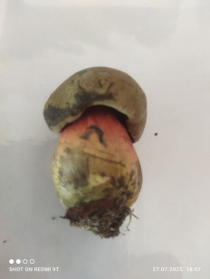 Гриб из Городок