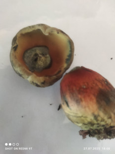 Гриб из Городок