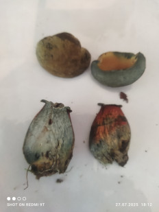 Гриб из Городок