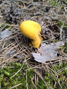 Гриб из Гомель