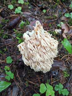 Гриб из Нижний Тагил