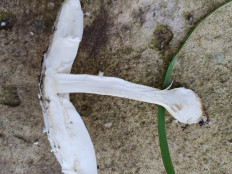 Гриб из Слоним