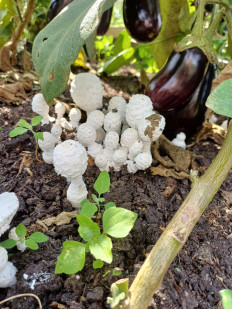 Гриб из Слоним