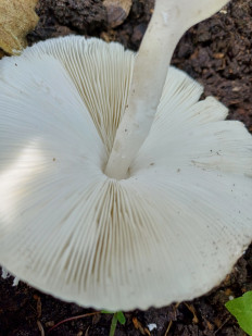 Гриб из Слоним