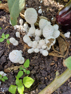 Гриб из Слоним