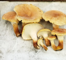 Гриб из Москва