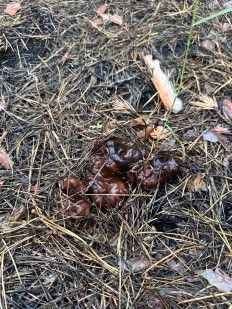 Гриб из Киев