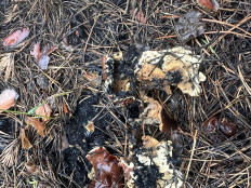 Гриб из Киев