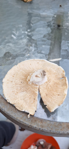 Гриб из Ла Плата