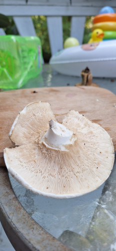 Гриб из Ла Плата