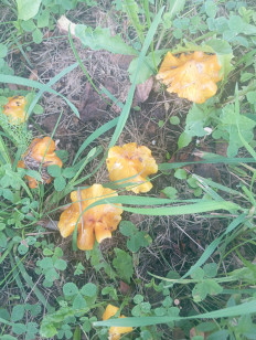 Гриб из Резекне