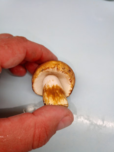 Гриб из Шостка