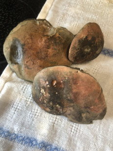 Гриб из владивосток