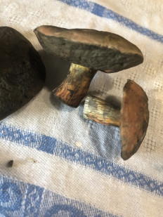 Гриб из владивосток