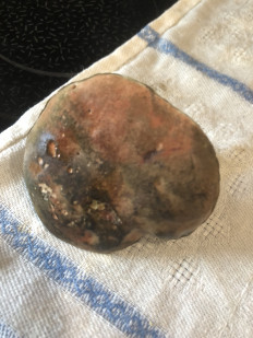 Гриб из владивосток