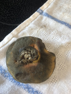 Гриб из владивосток