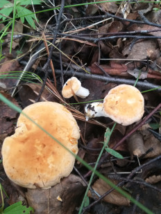 Hydnum repandum - Ежовик жёлтый