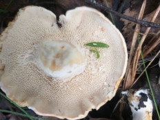 Hydnum repandum - Ежовик жёлтый