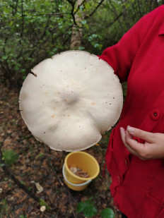 Гриб из Томмот