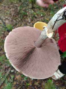 Гриб из Томмот