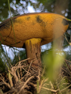 Дубовик обыкновенный