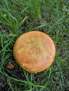 Дубовик обыкновенный