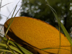 Дубовик обыкновенный