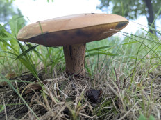 Дубовик обыкновенный