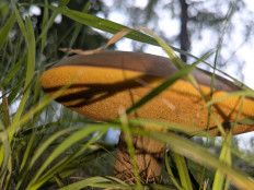 Дубовик обыкновенный