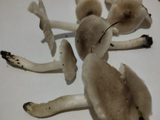 Гриб из Екатеринбург