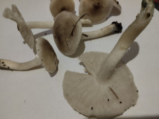 Гриб из Екатеринбург