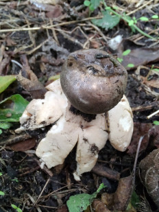 Гриб из Москва