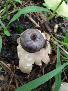 Гриб из Москва