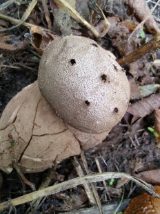 Гриб из Москва