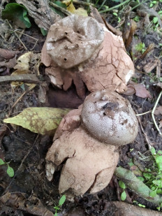 Гриб из Москва