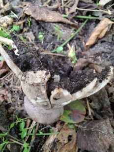 Гриб из Москва