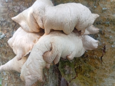 Гриб из С.тимино.пермскийкрай⁸