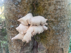 Гриб из С.тимино.пермскийкрай⁸