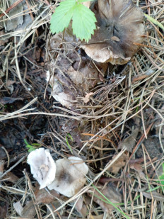 Гриб из Тевриз