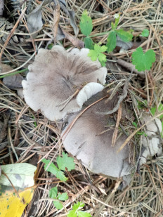 Гриб из Тевриз