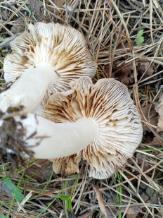 Гриб из Тевриз