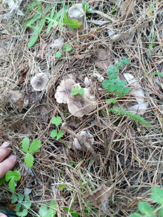 Гриб из Тевриз