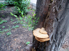 Трутовик чешуйчатый